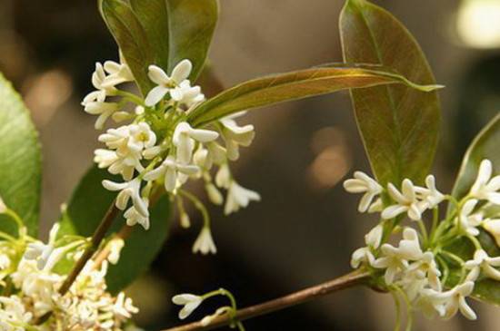 秋天第一香的花是什么花_如何养好秋天第一香的花是什么花的养殖