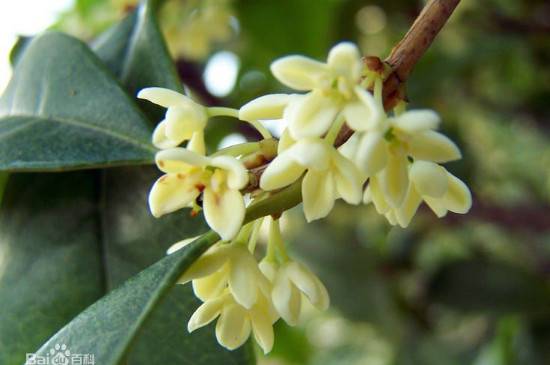 秋天第一香的花是什么花_如何养好秋天第一香的花是什么花的养殖