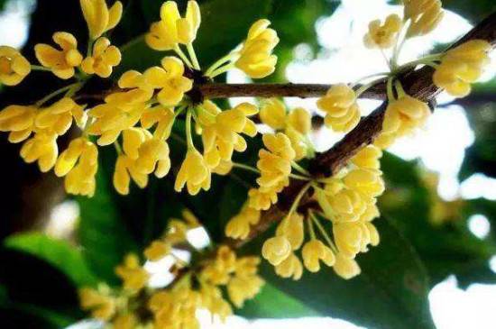 秋天第一香的花是什么花_如何养好秋天第一香的花是什么花的养殖