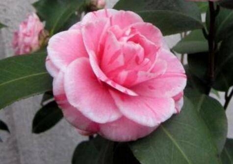 軨Ͳ÷ô_ò軨Ͳ÷ôֳͼ