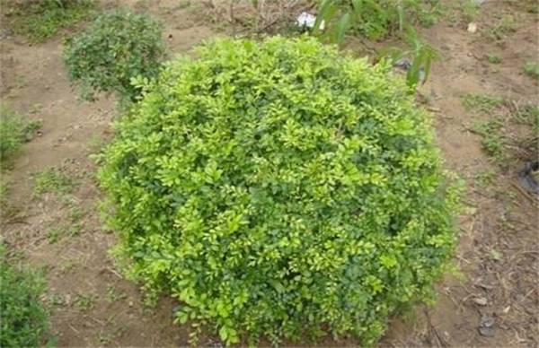 九里香的过冬养护技巧