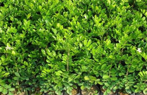 九里香的过冬养护技巧