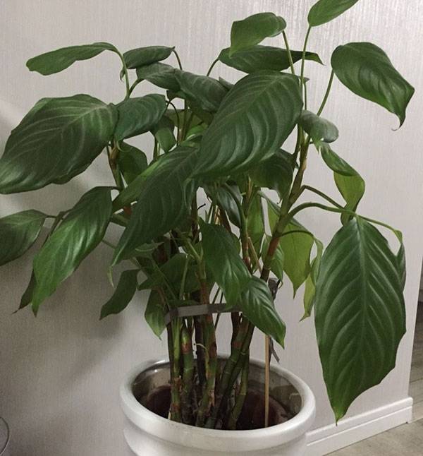 万年青长高怎么修剪