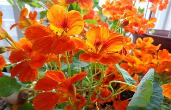 旱金莲好不好养 养殖方法和注意事项