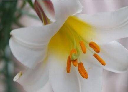 百合花开花后的正确养护方法