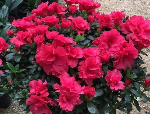 北方养好栀子花和杜鹃花的秘诀