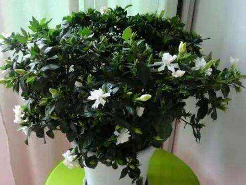 北方养好栀子花和杜鹃花的秘诀