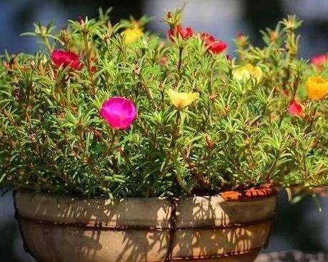 超容易养的太阳花 分享点养护技巧