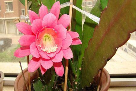 令箭荷花这么修剪一番就能开花了