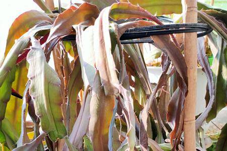 令箭荷花这么修剪一番就能开花了