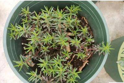 太阳花“剪头”后为什么越长越细