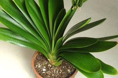 养君子兰多久浇一次水好