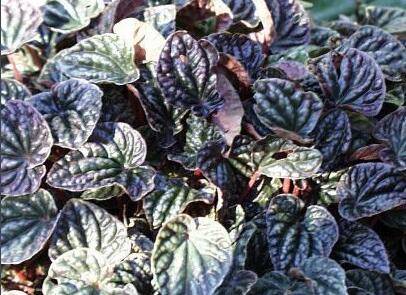 皱叶椒草的养殖方法