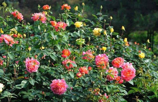 月季盲枝是什么意思 原因及解决办法分析