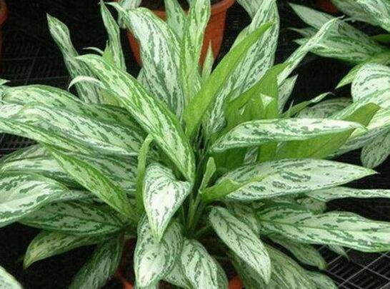 关于银皇后的养殖经验分享