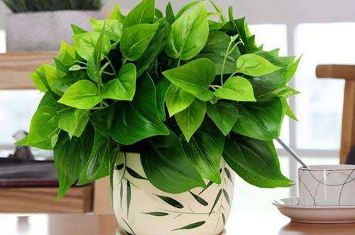 1557130399441678.jpg 超级好养的绿萝养护要点,新手养殖注意事项必知