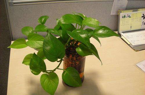 1557130408138252.jpg 超级好养的绿萝养护要点,新手养殖注意事项必知