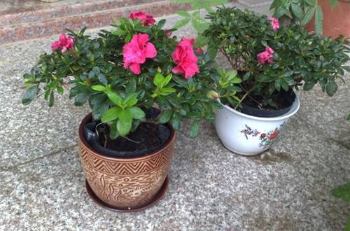 1484889820192265.jpg 杜鹃开花后怎么修剪