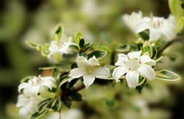 六月雪的养殖技巧