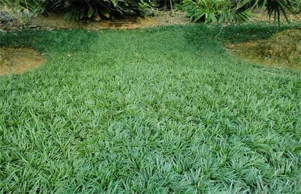 玉龙草怎么种 玉龙草的种植方法