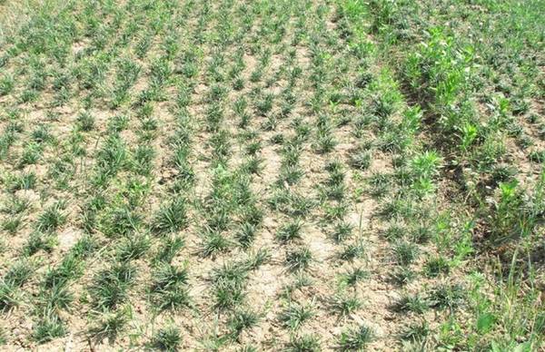 玉龙草怎么种 玉龙草的种植方法