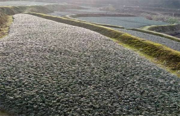 玉龙草怎么种 玉龙草的种植方法