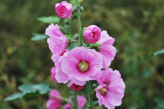 蜀葵什么时候开花 蜀葵花期养护方法