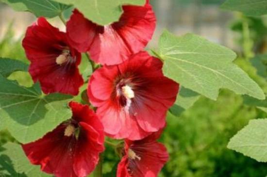 蜀葵什么时候开花 蜀葵花期养护方法