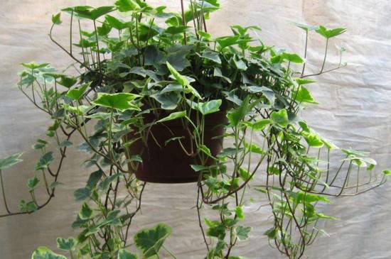 长青藤怎么养变嫩的养殖方法