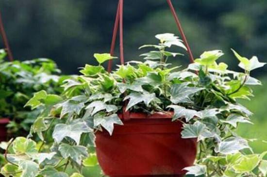 长青藤怎么养变嫩的养殖方法