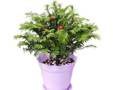 盆栽红豆杉施什么肥好 施肥注意事项须知