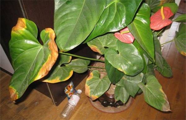 红掌晒伤了怎么办