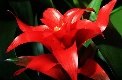 1564389402121848.jpg 鸿运当头开花后的修剪养护方法