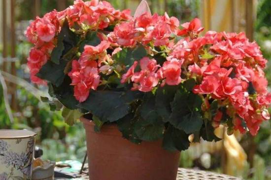 海棠移栽最佳时间 移栽后多久能发芽