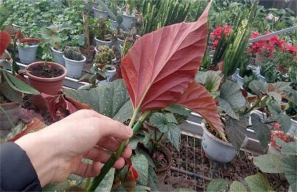 竹节海棠矮化处理方法