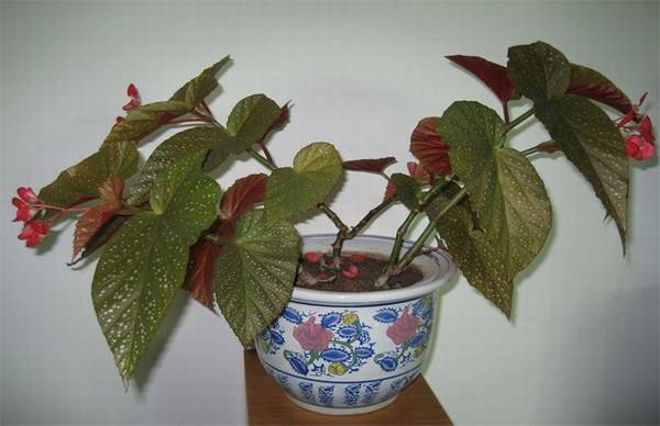 竹节海棠矮化处理方法