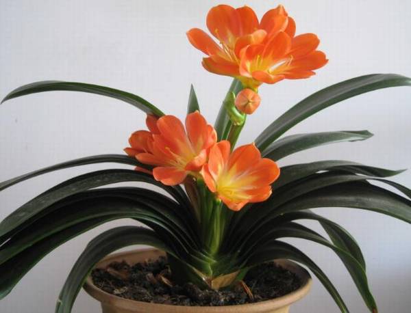 君子兰长得旺盛又开花用什么肥料好