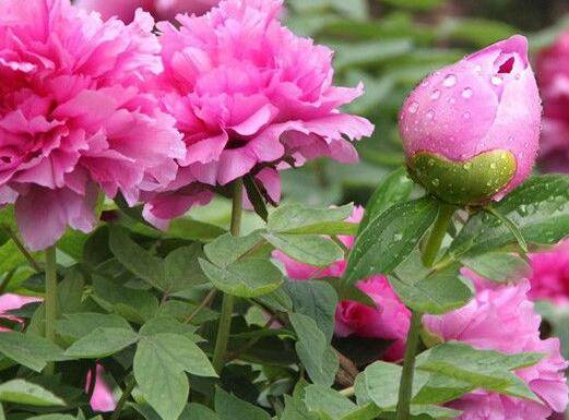 地栽牡丹秋季养护方法