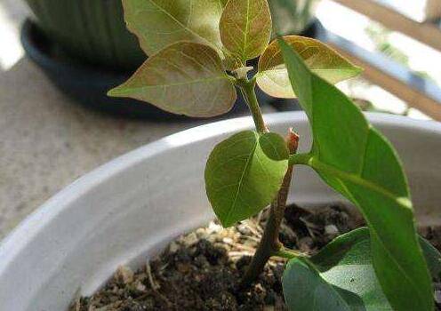 三角梅扦插苗新叶蔫了怎么办