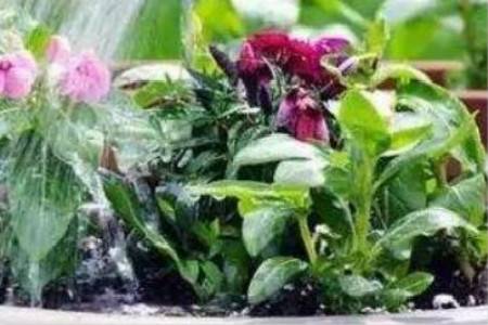 夏天给花草浇水的最佳时间是几点