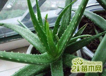 芦荟最正确的浇水方法,芦荟多久浇一次水