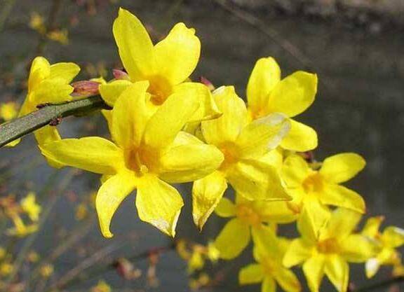 想让盆栽迎春花多色艳的养护方法