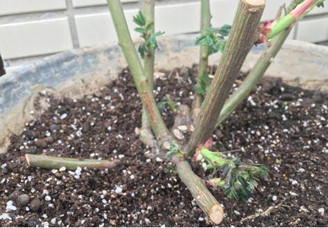 花卉闷根和烧根的区别了解下