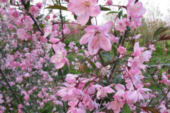 垂枝碧桃的养殖方法