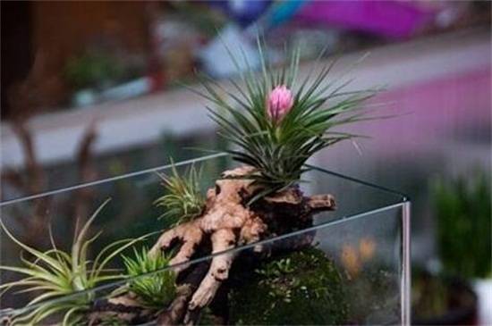 空气凤梨常见养殖问题汇总