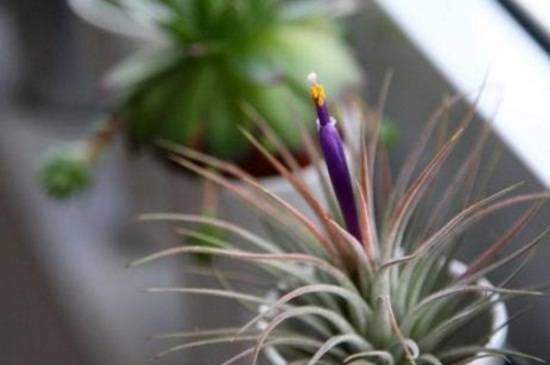 空气凤梨常见养殖问题汇总