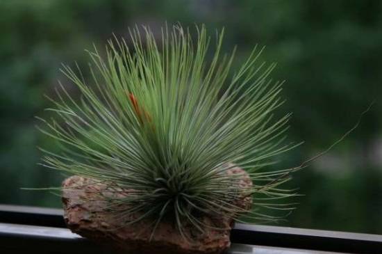 空气凤梨常见养殖问题汇总