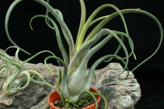 空气凤梨常见养殖问题汇总