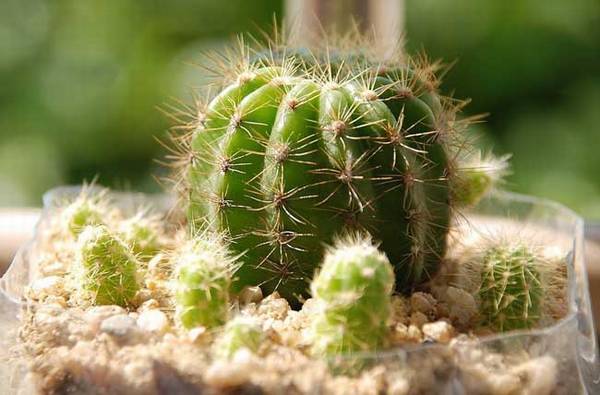 仙人球怎么养开花