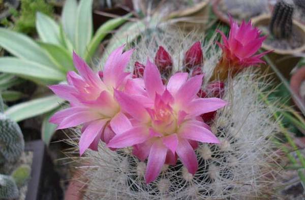 仙人球怎么养开花